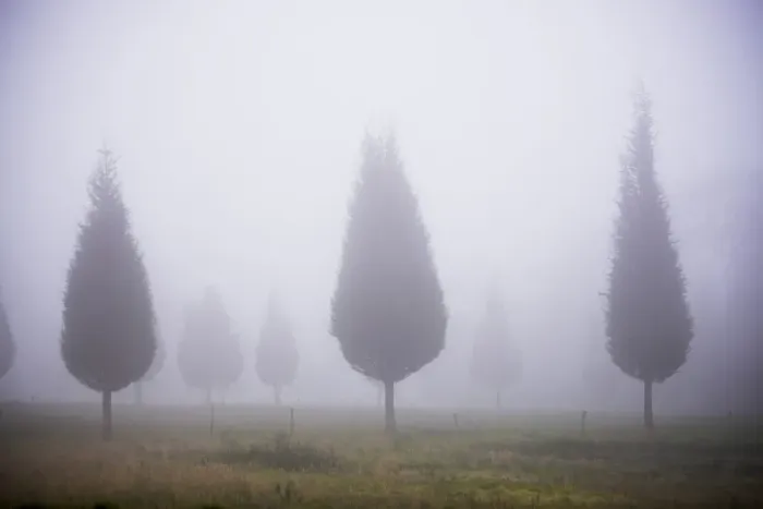 Framed Print : Misty poplar tree landscape, Hacienda Zuleta, Imbabura, Ecuador, South America Framed Print : Misty poplar tree landscape, Hacienda Zuleta, Imbabura, Ecuador, South America