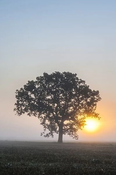 Misty tree at sunrise, Broadway, The Cotswolds, Gloucestershire, England, United Kingdom, Europe