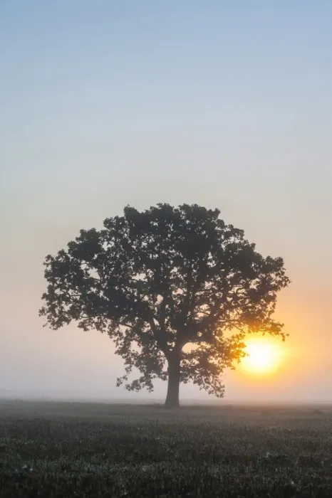 Framed Print : Misty tree at sunrise, Broadway, The Cotswolds, Gloucestershire, England, United Kingdom, Europe Framed Print : Misty tree at sunrise, Broadway, The Cotswolds, Gloucestershire, England, United Kingdom, Europe