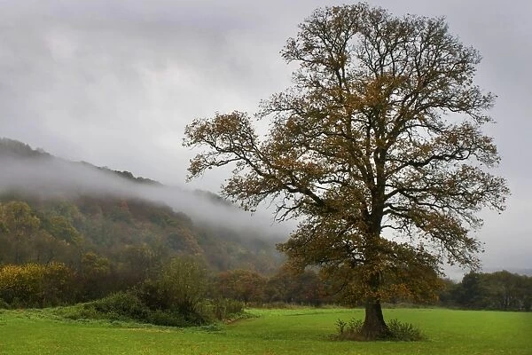 Misty trees, Exe Valley, Devon, England, United Kingdom, Europe