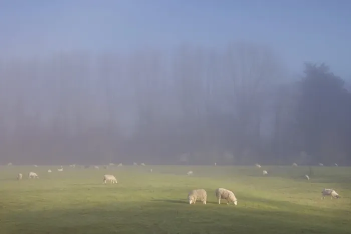Framed Print : Misty trees, and sheep, Exe Valley, Devon, England, United Kingdom, Europe Framed Print : Misty trees, and sheep, Exe Valley, Devon, England, United Kingdom, Europe
