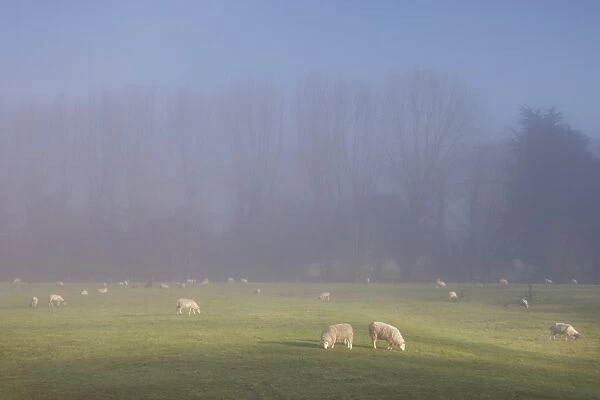Misty trees, and sheep, Exe Valley, Devon, England, United Kingdom, Europe