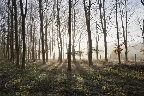 Misty wood in winter, Stow-on-the-Wold, Gloucestershire, Cotswolds, England, United Kingdom, Europe