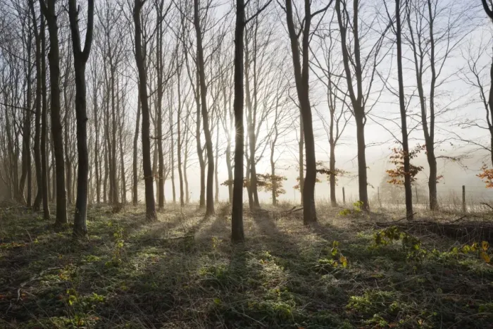 Framed Print : Misty wood in winter, Stow-on-the-Wold, Gloucestershire, Cotswolds, England, United Kingdom, Europe Framed Print : Misty wood in winter, Stow-on-the-Wold, Gloucestershire, Cotswolds, England, United Kingdom, Europe
