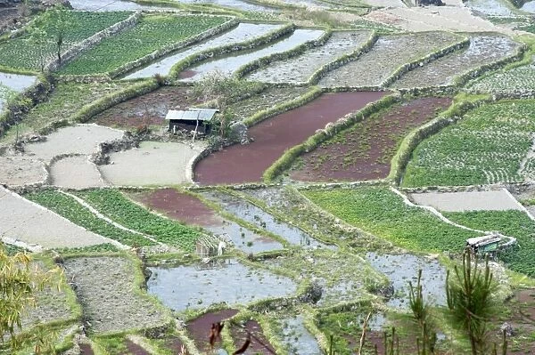 Mixed paddy fields growing vegetables under the highly efficient Jhum system of slash