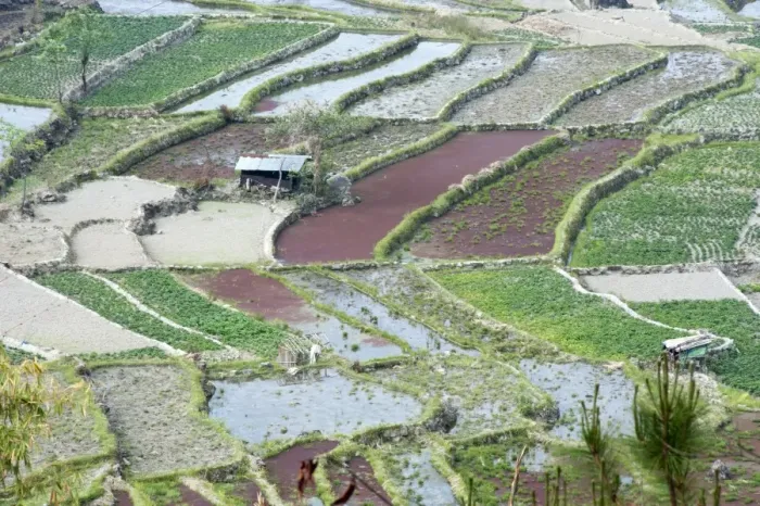 Framed Print : Mixed paddy fields growing vegetables under the highly efficient Jhum system of slash Framed Print : Mixed paddy fields growing vegetables under the highly efficient Jhum system of slash