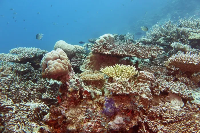 Framed Print : A mixture of Acropora species scleractinic hard corals, on a coral reef in Gaafu Dhaalu atoll, Maldives Framed Print : A mixture of Acropora species scleractinic hard corals, on a coral reef in Gaafu Dhaalu atoll, Maldives