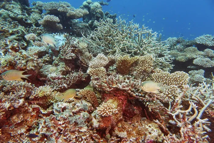 Framed Print : A mixture of Acropora species scleractinic hard corals, on a coral reef in Gaafu Dhaalu atoll, Maldives Framed Print : A mixture of Acropora species scleractinic hard corals, on a coral reef in Gaafu Dhaalu atoll, Maldives