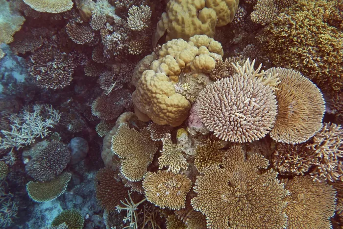 Framed Print : A mixture of scleractinic hard corals on a coral reef in Gaafu Dhaalu atoll, Maldives Framed Print : A mixture of scleractinic hard corals on a coral reef in Gaafu Dhaalu atoll, Maldives