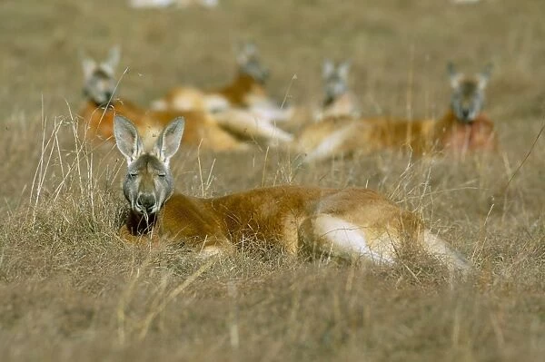 Mob of red kangaroo (Macropus rufus), Tidbinbilla Reserve, New South Wales