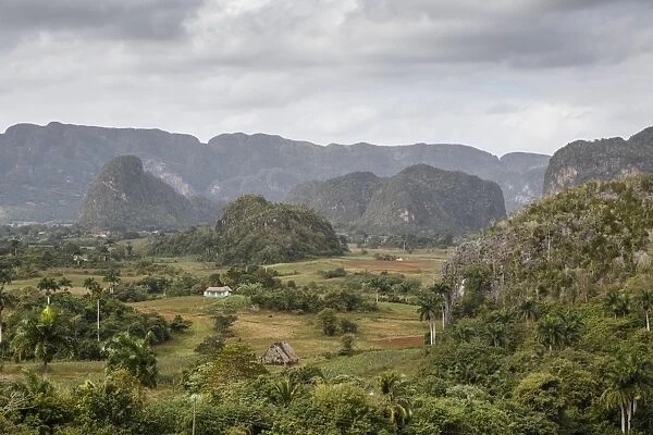 Mogotes in the Vinales Valley, UNESCO World Heritage Site, Pinar del Rio, Cuba, West Indies