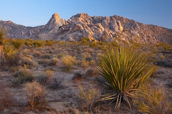 Mojave National Preserve, California, United States of America, North America