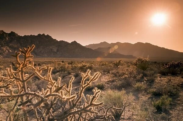 Mojave National Preserve, Granite Mountains in background, California, United States of America