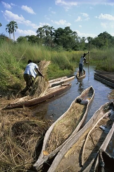 Mokoros (dugout canoes), Okavango Delta, Botswana, Africa