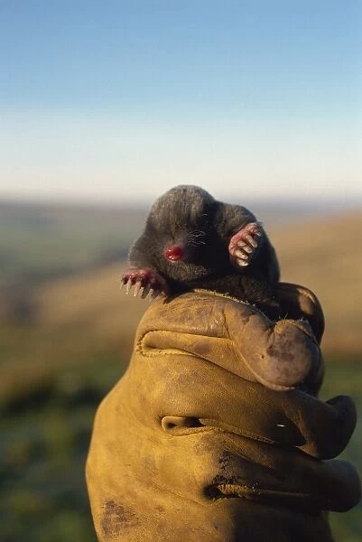Mole in hand of molecatcher Peter Rutherford, United Kingdom, Europe