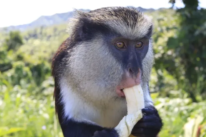 Framed Print : Mona monkey (Cercopithecus mona) eats banana, Grand Etang National Park, Grenada, West Indies, Caribbean, Central America Framed Print : Mona monkey (Cercopithecus mona) eats banana, Grand Etang National Park, Grenada, West Indies, Caribbean, Central America