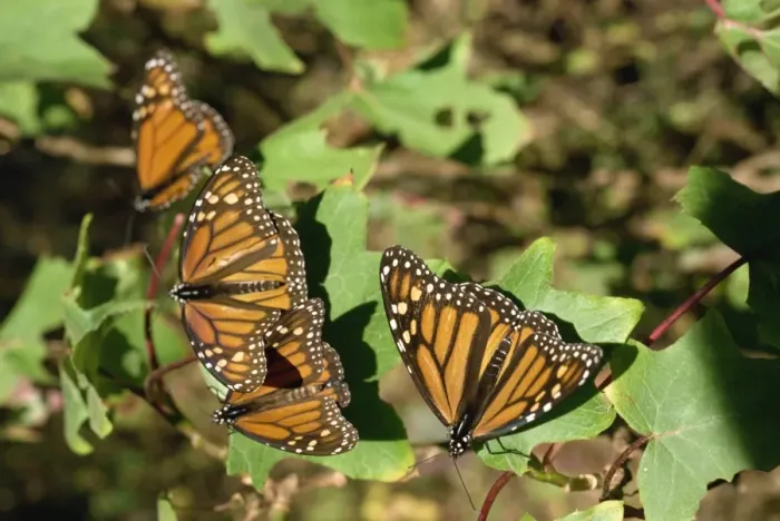 Framed Print : Monarch butterflies in Mexico, North America Framed Print : Monarch butterflies in Mexico, North America