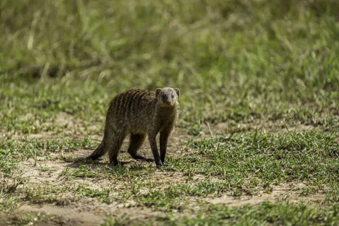 Framed Print : A mongoose (Herpestidae), in the Msai Mara National Reserve, Kenya, East Africa, Africa Framed Print : A mongoose (Herpestidae), in the Msai Mara National Reserve, Kenya, East Africa, Africa