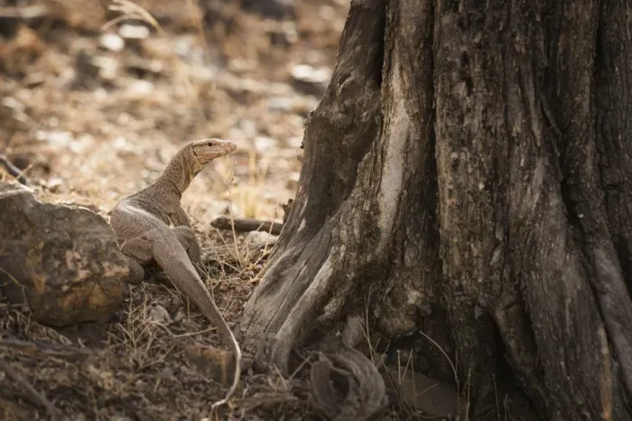 Framed Print : Monitor lizard, Ranthambhore National Park, Rajasthan, India, Asia Framed Print : Monitor lizard, Ranthambhore National Park, Rajasthan, India, Asia