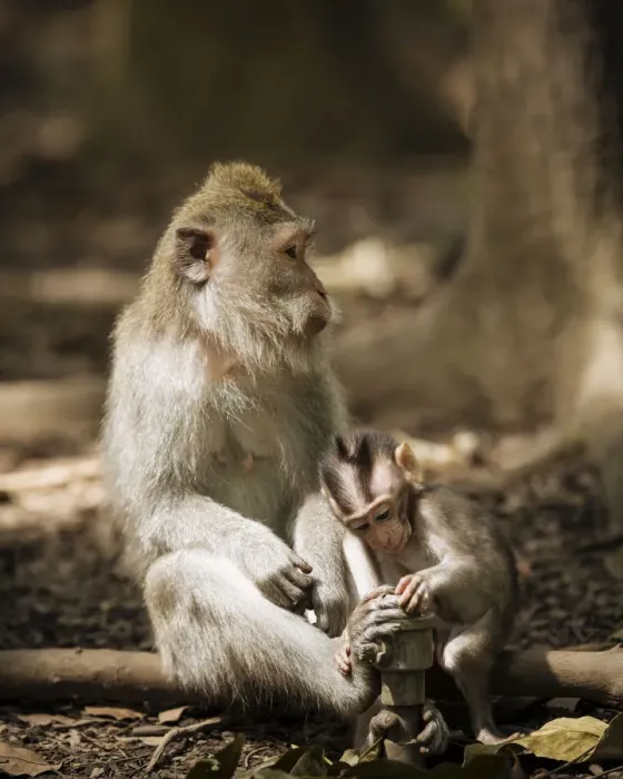 Framed Print : Monkey and baby long tailed Macaques playing with tap, Monkey Forest Sanctuary, Ubud Framed Print : Monkey and baby long tailed Macaques playing with tap, Monkey Forest Sanctuary, Ubud