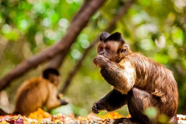Monkey Reserve, Johannesburg, South Africa, Africa