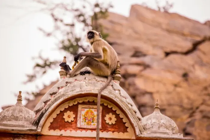 Framed Print : Monkey sitting in abandoned cistern, Jaipur, Rajasthan, India, Asia Framed Print : Monkey sitting in abandoned cistern, Jaipur, Rajasthan, India, Asia