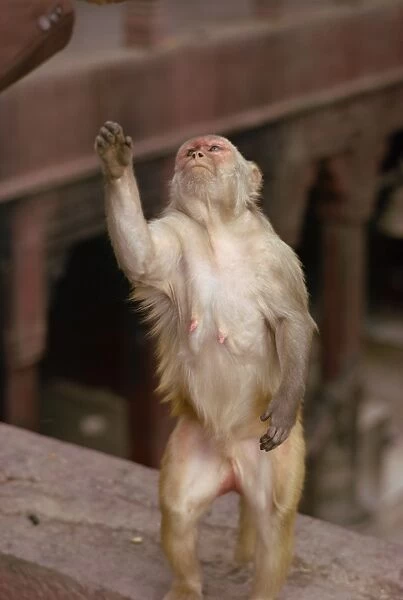 Monkey in Temple of Durga