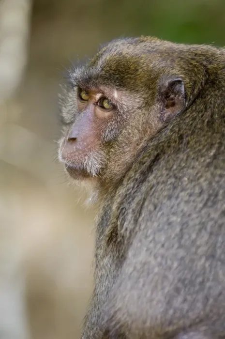 Framed Print : Monkey at Yong Kasem beach Framed Print : Monkey at Yong Kasem beach