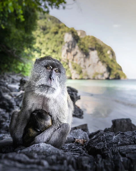 Monkey at Yong Kasem beach, known as Monkey Beach, Phi Phi Don Island, Thailand