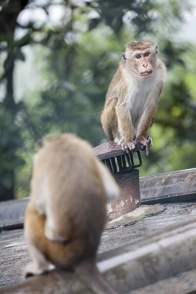 Monkeys, Royal Rock Temple, Dambulla, Sri Lanka, Asia