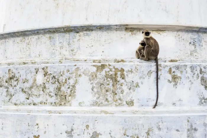 Framed Print : Monkeys at Ruvanvelisaya Dagoba, Mahavihara (The Great Monastery), Anuradhapura, Sri Lanka, Asia Framed Print : Monkeys at Ruvanvelisaya Dagoba, Mahavihara (The Great Monastery), Anuradhapura, Sri Lanka, Asia