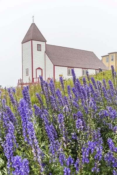 Monkshood (aconitum) flowers in front of the church in the small preserved fishing village of Battle Harbour, Labrador, Canada, North America