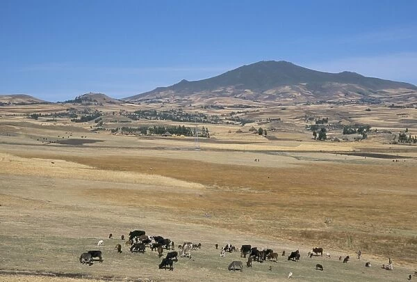 Montane grasslands with cattle grazing in front of Bale Mountains, Southern Highlands