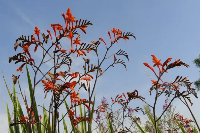 Framed Print : Montbretia (Crocosmia x crocosmiiflora) flowering near roadside, Wiltshire, England, United Kingdom, Europe Framed Print : Montbretia (Crocosmia x crocosmiiflora) flowering near roadside, Wiltshire, England, United Kingdom, Europe