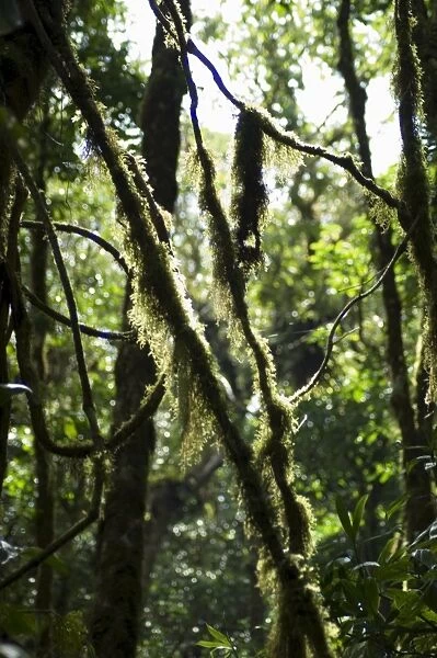 Monteverde Cloud Forest Reserve, Monteverde, Costa Rica, Central America