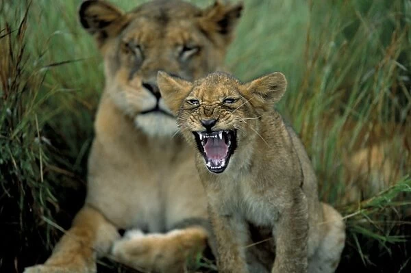 Two to three month old lion cub with lioness (Panthera leo)