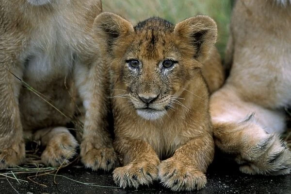 Two to three month old lion cub (Panthera leo)