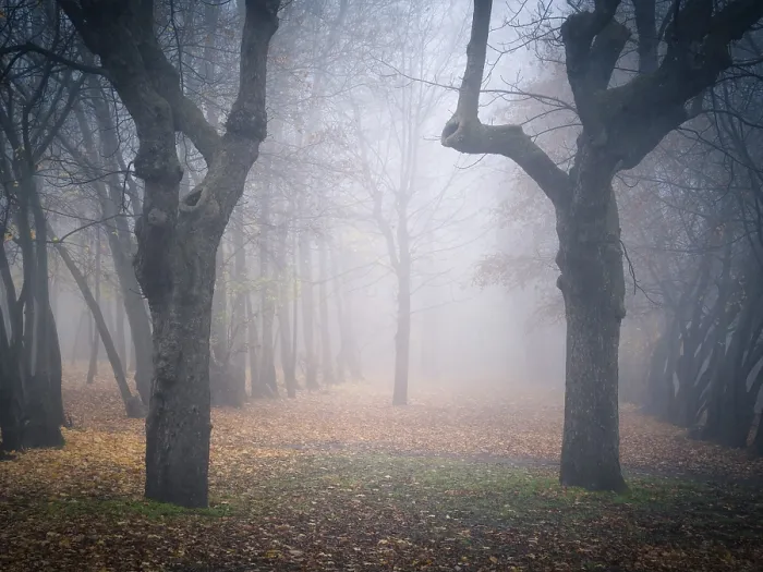 Framed Print : Moody autumnal forest with fog and leaves on the ground Framed Print : Moody autumnal forest with fog and leaves on the ground