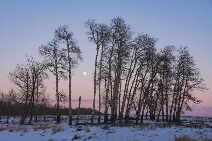 Framed Print : Full Moon and Aspen Grove during a Winter Sunset, Elk Island National Park, Alberta Framed Print : Full Moon and Aspen Grove during a Winter Sunset, Elk Island National Park, Alberta