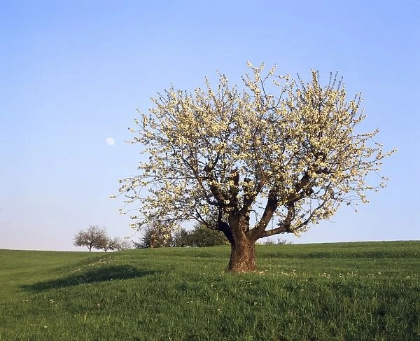 Full moon over a blooming fruit tree, Swabian Alb, Baden Wurttemberg, Germany, Europe