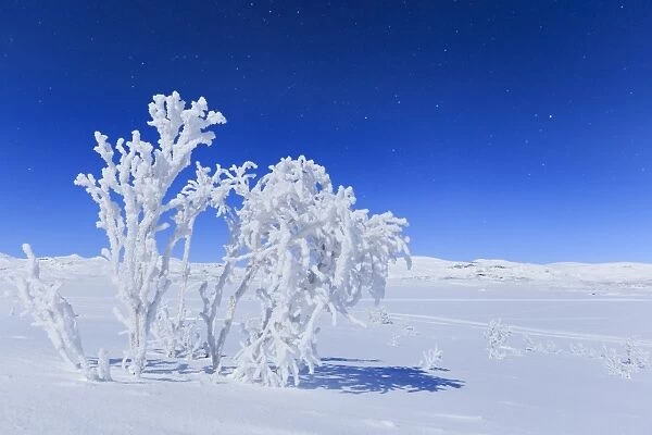 The full moon illuminates the snowy landscape, Riskgransen, Norbottens Ian, Lapland