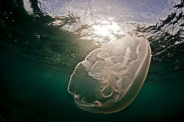 A moon jellyfish catches the sunlight, Antigua, Leeward Islands, West Indies
