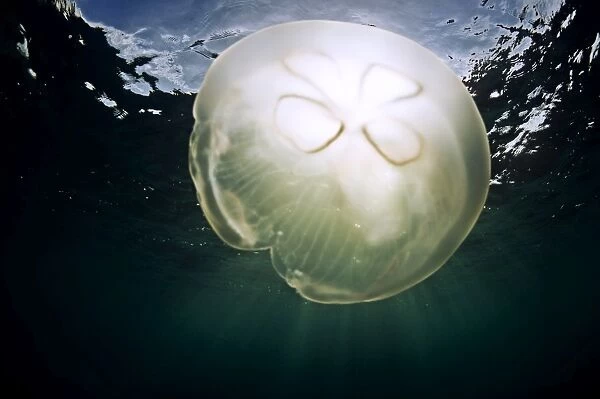 A moon jellyfish catches the sunlight, Antigua, Leeward Islands, West Indies