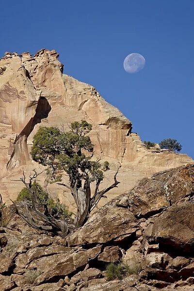 Moon over rock formations and juniper, Grand Staircase-Escalante National Monument