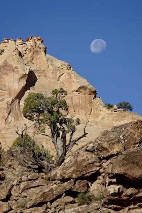 Framed Print : Moon over rock formations and juniper, Grand Staircase-Escalante National Monument Framed Print : Moon over rock formations and juniper, Grand Staircase-Escalante National Monument