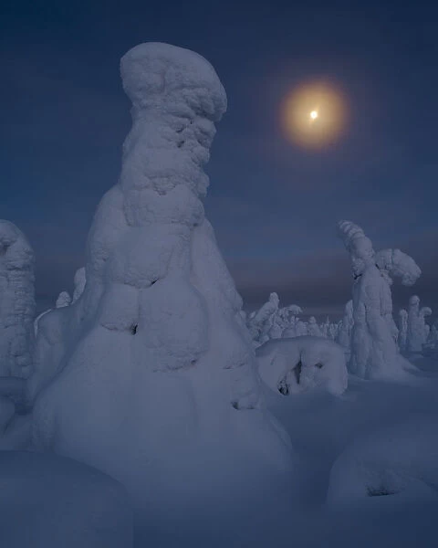 Moonrise over snow covered trees, Tykky, Kuntivaara, Kuusamo, Finland, Europe
