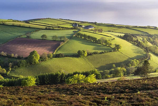 Moor and farmland in spring, Exmoor National Park, Devon, England, United Kingdom, Europe