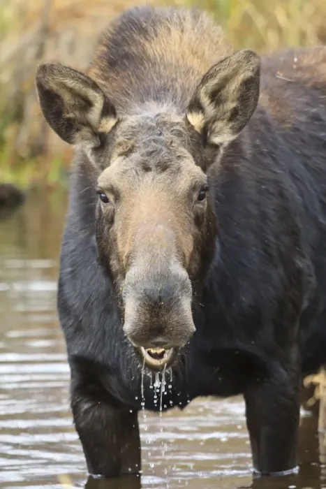 Framed Print : Moose (Alces alces) cow in pond breaks from filter feeding and stares at camera, Grand Teton National Park, Wyoming, United States of America, North America