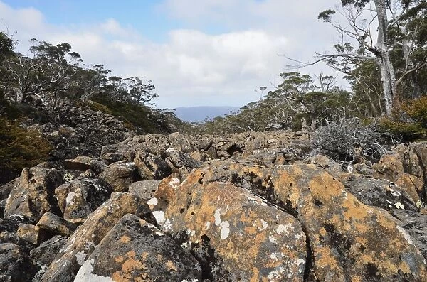 Moraine, Mount Field National Park, UNESCO World Heritage Site, Tasmania