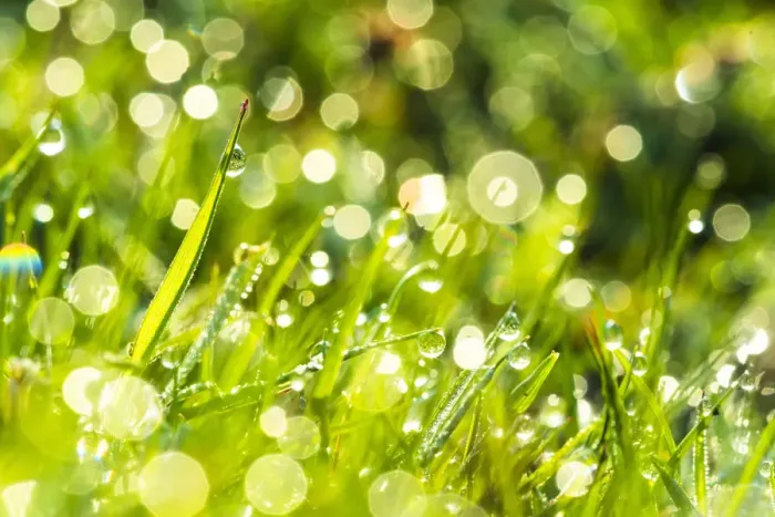 Framed Print : Morning dew, Dartmoor National Park, Devon, England, United Kingdom, Europe